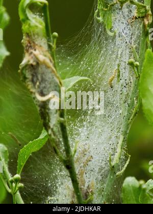 La seta caterpillar, ricoperte di rugiada, si estendeva tra due steli dello stabilimento, con i produttori di seta che si stanno facendo il loro lavoro quotidiano. Foto Stock