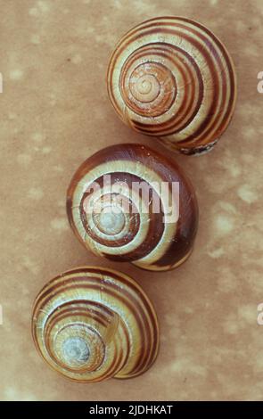 Tre conchiglie a strisce marroni e crema di lumaca Grove o Cepaea nemoralis su carta antica Foto Stock