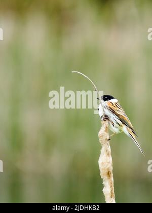 Un mungere di Reed comune, arroccato su un gambo di corsa di toro essiccato fuori contro un fondo di canna verde defocused. Foto Stock