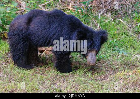 sri lanka sloth portare alta risoluzione foto di orso pieno in piedi in profilo laterale di fronte e guardando la fotocamera Foto Stock