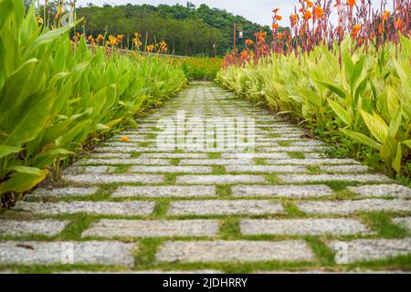 Una passerella fiancheggiata da canna nel parco Foto Stock