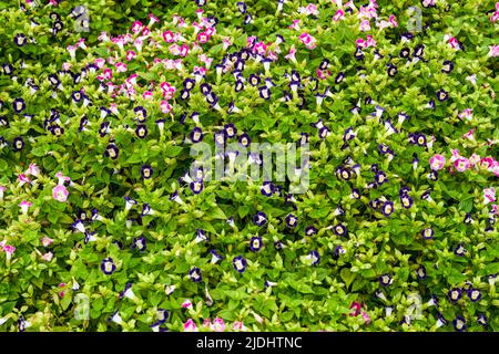 Fiori blu di porco in fiore nel giardino Foto Stock