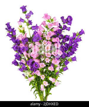 Campanula fiori medi isolati su sfondo bianco. Bouquet di campane Canterbury o campanella Foto Stock