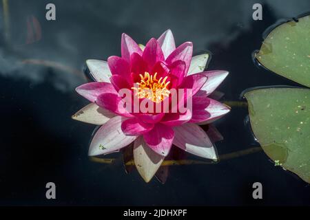 Nymphaea,Pink profondo,Viola,acqua,Lilly,Pond Lily,Yellow Stamen, Foto Stock