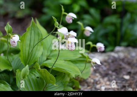 Orchid Cypripedium fiore piccolo spotted, bianco signora slipper fotografia naturale Foto Stock