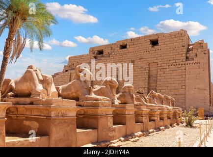 La Via delle Feste del Re o Viale di Sfinge, statue a testa di ariete del Tempio di Karnak, Luxor, Egitto Foto Stock