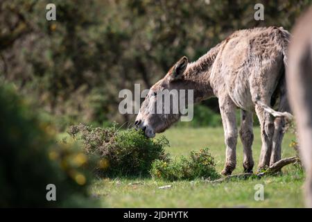 Un nuovo asino foresta mangiando con attenzione e navigando nella macchia di gola comune spiky nel New Forest Hampshire Regno Unito. Foto Stock