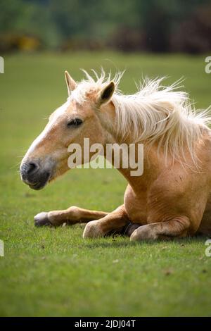 Teleobiettivo primo piano di un cavallo bello e potente di colore chiaro con lungo mane posato con spazio copia per titoli. Foto Stock