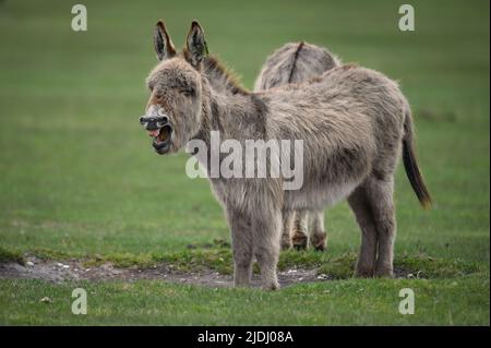 Due asini della New Forest insieme ad uno con bocca aperta che assomiglia al relativo nagging l'altro. Immagine divertente. (set di immagini) Foto Stock