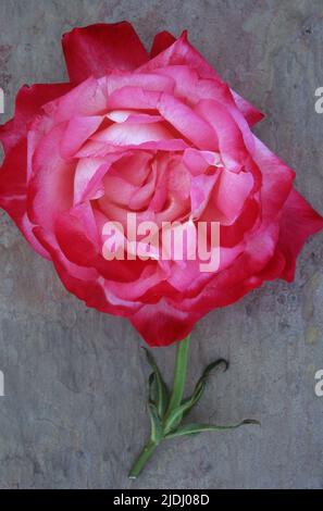 Fiore singolo rosa e bianco di Rosa o Rosa Gaujard o Gaumo con il suo gambo su ardesia marmorizzata con tono rosa Foto Stock