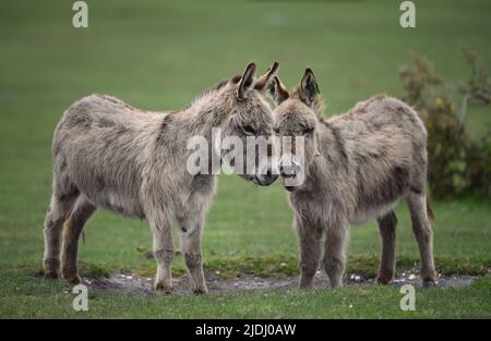 Due asini della New Forest insieme ad uno con bocca aperta che assomiglia al relativo nagging l'altro. Immagine divertente. (set di immagini) Foto Stock