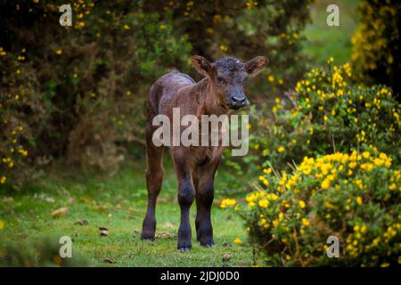 Baby marrone vacca (vitello) libero roaming nel parco nazionale della New Forest Hampshire Inghilterra tra i cespugli di gorse giallo fiorito. Foto Stock