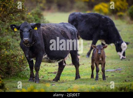 Un giovane vitello si trova in guardia con la mamma su un percorso a piedi nel parco nazionale della New Forest. Le mucche sono libere di vagare la terra comune della nuova foresta. Foto Stock
