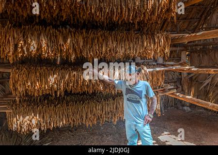 Un agricoltore di tabacco all'interno di un fienile con foglie di tabacco che asciugano a Viñales, Cuba Foto Stock