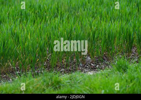 Primo piano di Newley piantato cibo colture germogliare dal terreno coltivando in un campo di agricoltori con spazio copia Foto Stock