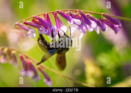 Violetta Carpenter ape Xylocopa violacea impollina un fiore viola su un campo. Foto Stock