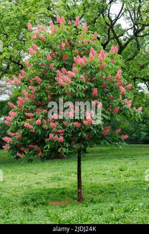 Cavallo Chesnut o Conker albero con fiori d'arancio profondo in piena fioritura in una soleggiata, Primavera giorno Foto Stock