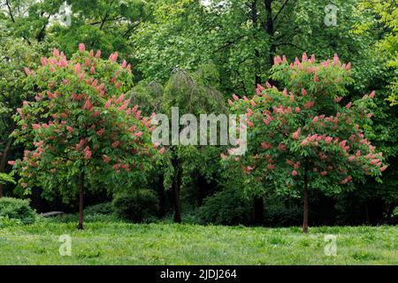 Due alberi di cavallino o di Conker con fiori d'arancio profondi in piena fioritura in un giorno di primavera soleggiato Foto Stock