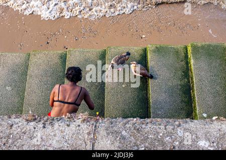 River Thames views South Bank ,Londra , Inghilterra UK - Una donna nutre le oche a passi giù per la spiaggia di litorale lungo g il Tamigi Foto Stock