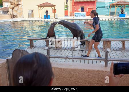 SEAL che eseguono trucchi, Marineland, Francia Foto Stock