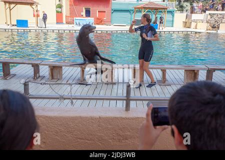 SEAL che eseguono trucchi, Marineland, Francia Foto Stock