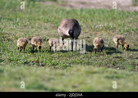 L'oca canadese con i bambini gosling che mangiano l'erba nel loro ambiente e habitat e che godono la loro giornata. Immagine dell'area geografica del Canada. Immagine. Verticale. Foto. Foto Stock