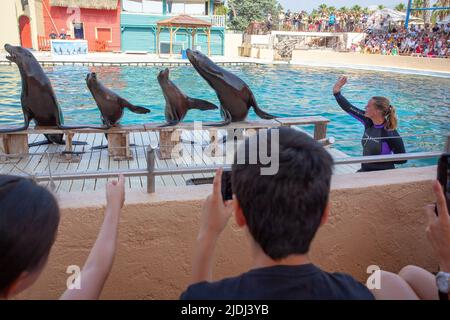 SEAL che eseguono trucchi, Marineland, Francia Foto Stock