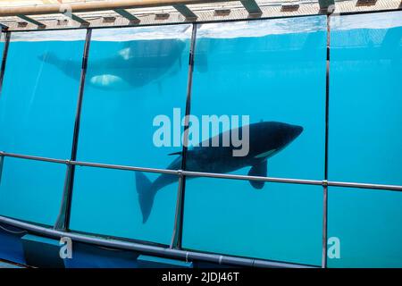 Orcas o Killer Whales in mostra, Marineland, Francia Foto Stock