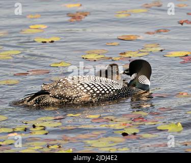 Loon comune e bambino pulcino loon nuotare in stagno e celebrare la nuova vita con le ninfee d'acqua nel loro ambiente e habitat. Alimentazione. Loon. Foto Stock