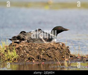 Loon comune nidificare e proteggere il nido presso la riva del lago nel suo ambiente e habitat con uno sfondo sfocato. Loon Foto e immagine. Immagine. Foto Stock