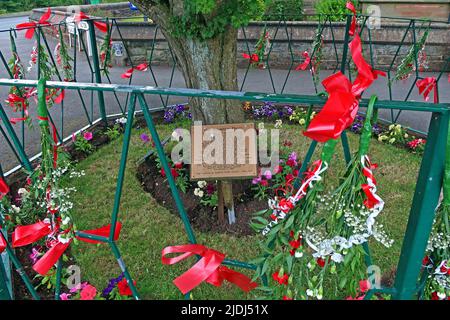 Appleton Thorn Bawming del Thorn nel villaggio, accanto alla chiesa parrocchiale di Santa Croce. Nastri legati all'albero e recinzione circostante, Warrington, WA4 4RT Foto Stock