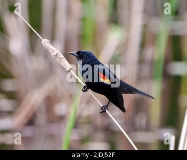 Vista ravvicinata del profilo Red-Winged Blackbird, appollaiato su una pianta di gabbia con sfondo sfocato nel suo ambiente e habitat circostante. Foto Stock