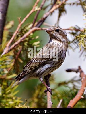 Canzone Sparrow appollaiato su un ramo di conifere con uno sfondo sfocato nel suo ambiente e habitat circostante, mostrando piumaggio marrone piuma. Foto Stock