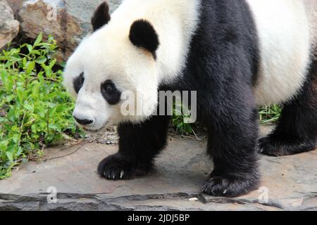 panda gigante in uno zoo di adelaide (australia) Foto Stock