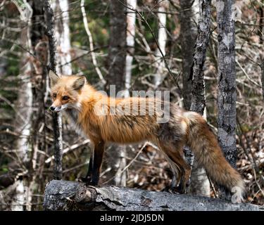 Red Fox in piedi sul log con sfondo foresta sfocata e godere del suo ambiente e habitat. Immagine Fox. Immagine. Verticale. Foto Stock