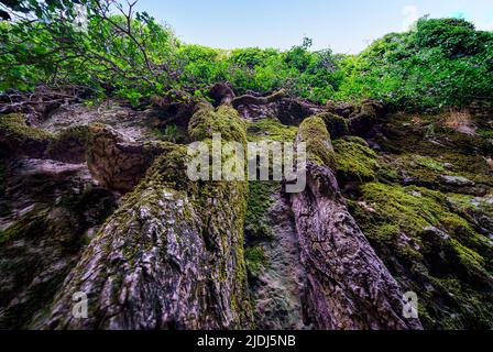 Parete verticale di roccia con alberi aggrappati alla pietra e grandi rami con foglie. Città incantata, Cuenca. Foto Stock