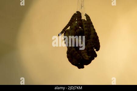 Berlino, Germania. 17th maggio 2022. Bruchi della falda ragno (Yponomeutidae) appesi giù da un albero. Credit: Hauke Schröder/dpa-Zentralbild/dpa/Alamy Live News Foto Stock