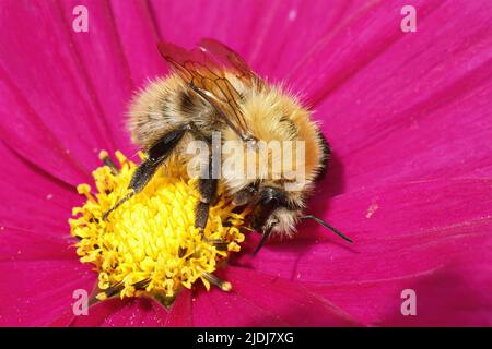 Primo piano su una insolita regina giallo soffice ape di carda comune colore, Bombus pascuorum in un fiore viola brillante Cosmos in giardino Foto Stock