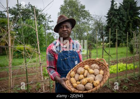 Un agricoltore nei campi con un cestino di patate appena raccolte, concetto di raccolto nei campi Foto Stock