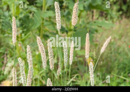 primo piano delle orecchie fiorenti di fossette di prato con polline Foto Stock