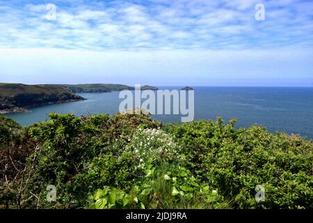 Il South West Coast Path sulla costa nord della Cornovaglia tra Port Quin e Port Isaac. Foto Stock