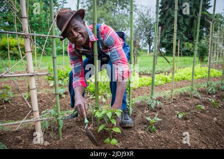 Coltivatore africano pianta una pianta di pomodoro nel suo campo, cura delle piante nei campi Foto Stock