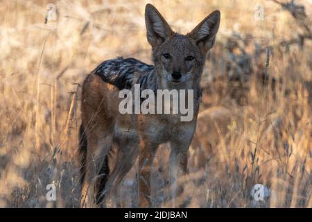 Un Jackal nero in questo lato sul ritratto paesaggistico di questo mammifero unico.preso nel Parco Nazionale Etosha Namibia Foto Stock