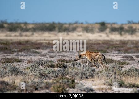 L'Iena ha avvistato cammina in una calda giornata africana nel parco nazionale Etosha Namibia Africa Foto Stock