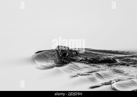 Beaver nuotare in un lago Foto Stock