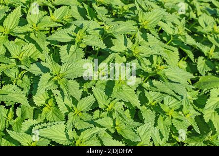 Grande ortica, Urtica dioica, in primavera Foto Stock