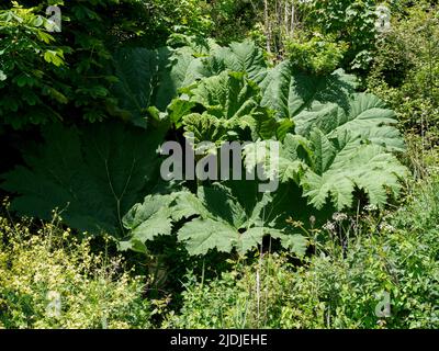 Gunnera manicata, Gunnera tinctoria - Rabarbaro Gigante, Gunnera Gigante, REGNO UNITO Foto Stock