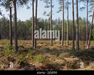 Foresta di conifere, la New Forest, Hampshire, Regno Unito Foto Stock