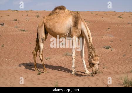 Dettaglio di Camelus dromedarius, arabo, o anche cammello dromedario che si nutrono di cespugli in una giornata calda nel deserto di Wahiba Sands, Oman. Maestoso deser Foto Stock