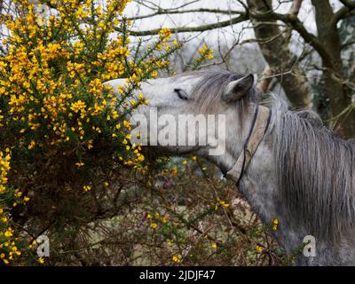 Una Gorse del pony di New Forest che mangia, la Foresta Nuova, Hampshire, Regno Unito Foto Stock